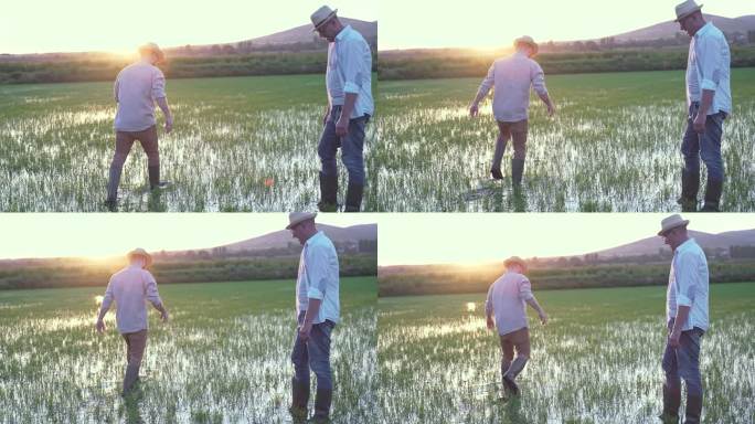 两位男性农民在日落时分析稻田