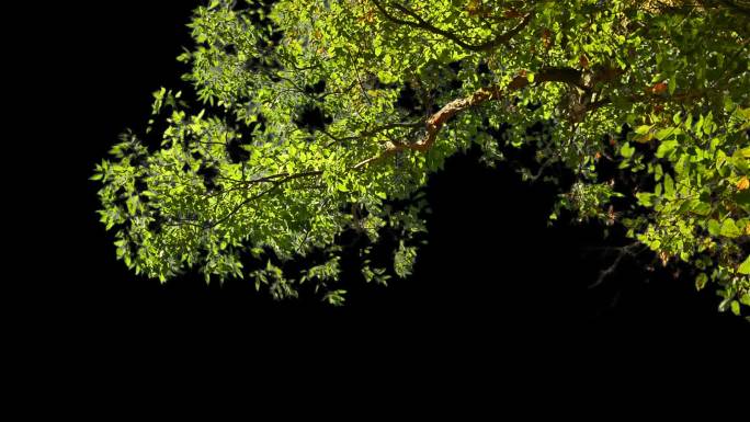 仰拍的挂角树枝树叶动态透明背景视频素材