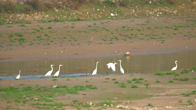 野生白鹳水边飞行空镜3