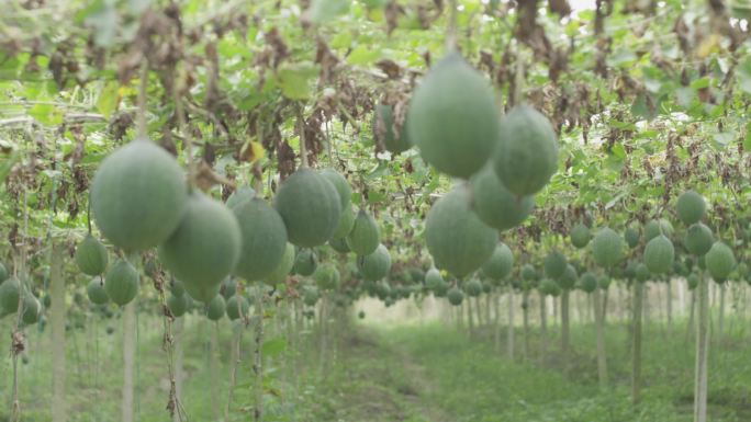 瓜篓 农产品 药材