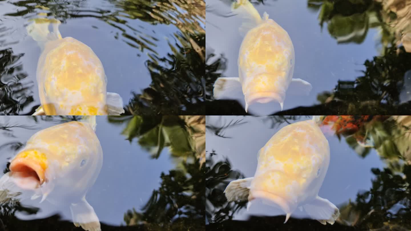 池塘里锦鲤的特写喂鱼鱼塘特写