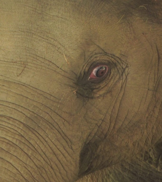 特写小象脸动物园野生动物保护生物多样性