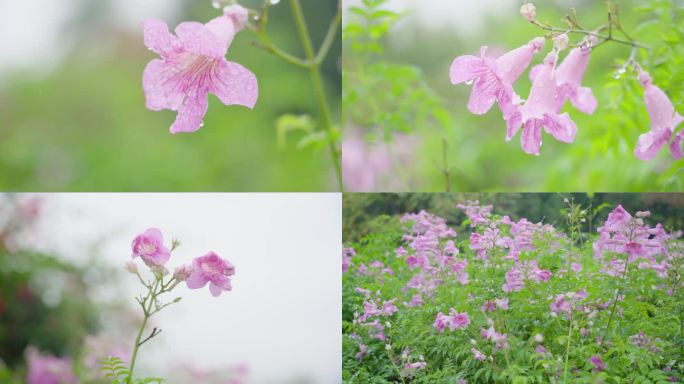 唯美视频画面-雨后的粉色花朵