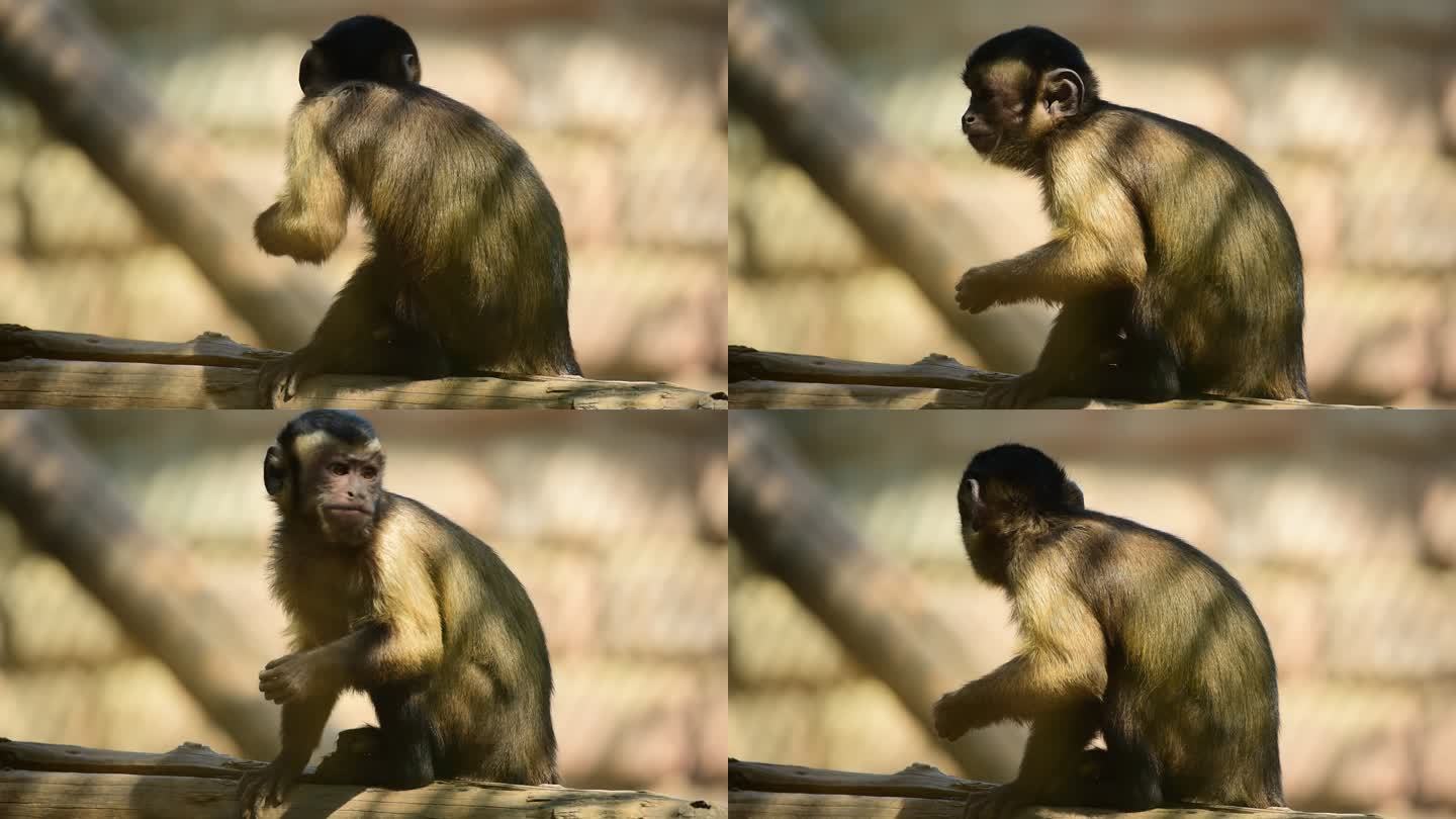 北京野生动物园-猴子