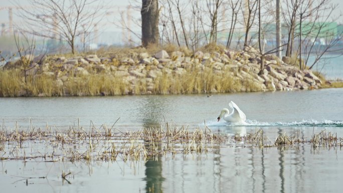 4k疣鼻天鹅北龙湖秋天天鹅