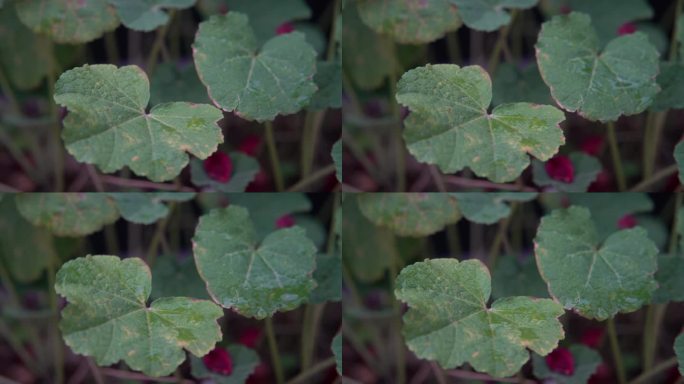 慢镜头特写雨后落在绿色植物上的水滴空镜