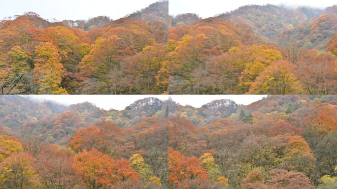 秋季红叶彩林光雾山大场景转场