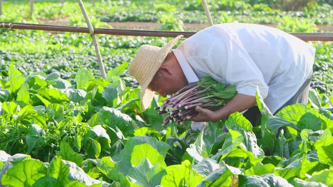 红菜苔产地