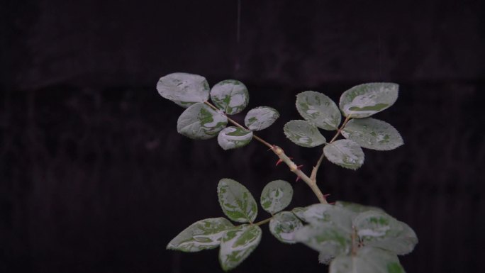 慢镜头特写落在绿叶上的水滴空镜