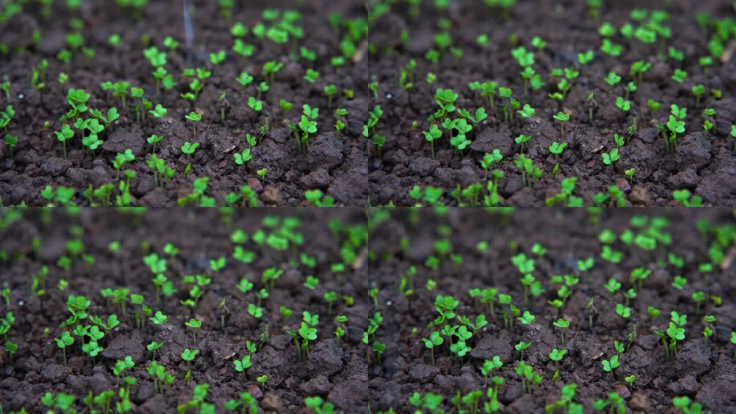 慢镜头特写雨中的豌豆秧苗茁壮生长