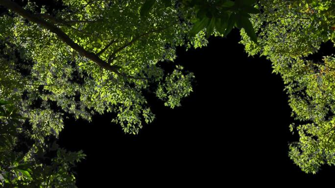 带透明通道的仰拍树木树枝叶动态视频素材