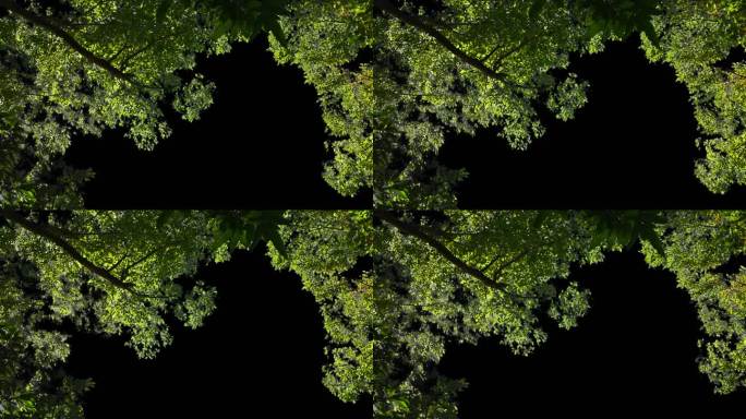 带透明通道的仰拍树木树枝叶动态视频素材