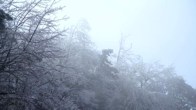 南方冬天雾凇树挂风雪