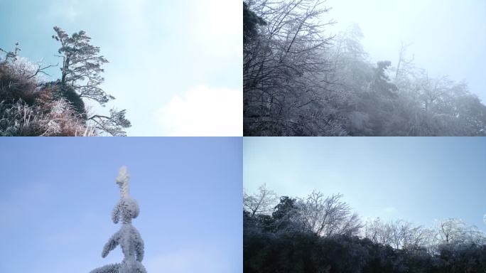 南方冬天雾凇树挂风雪