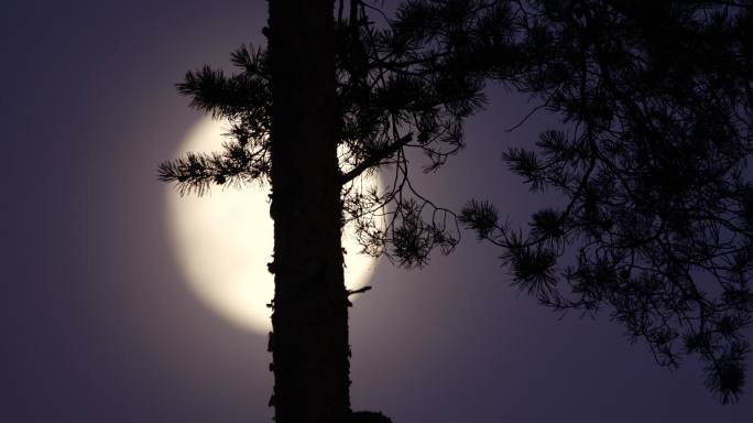 白俄罗斯松林中的月亮