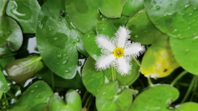 水中植物金银莲花视频素材