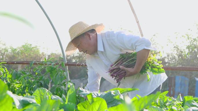 红菜苔种植