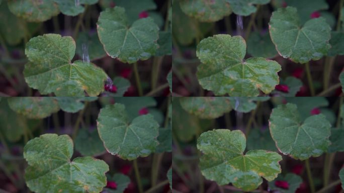 慢镜头特写雨后落在绿色植物上的水滴