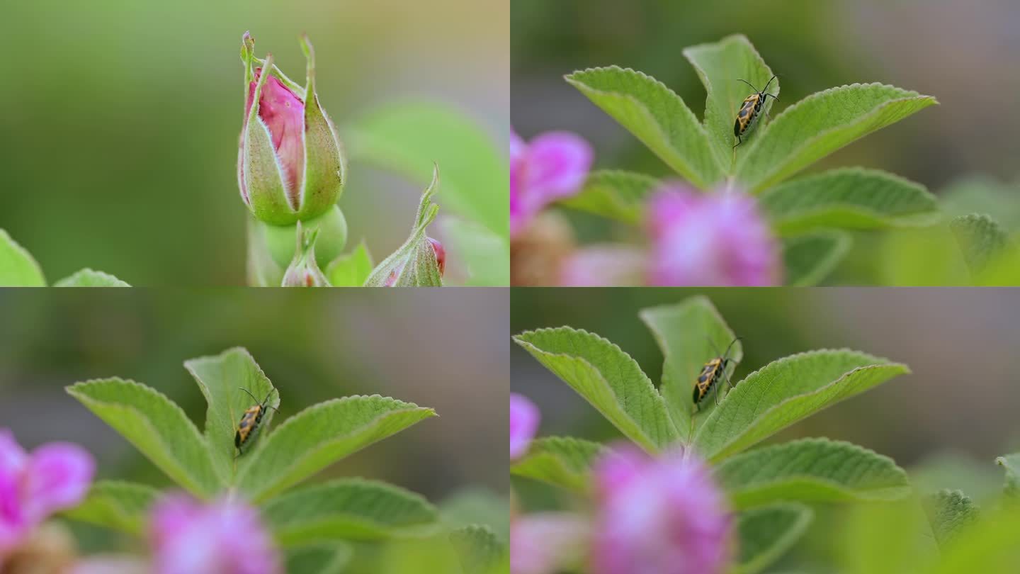 昆虫视频绿叶上小甲虫天牛
