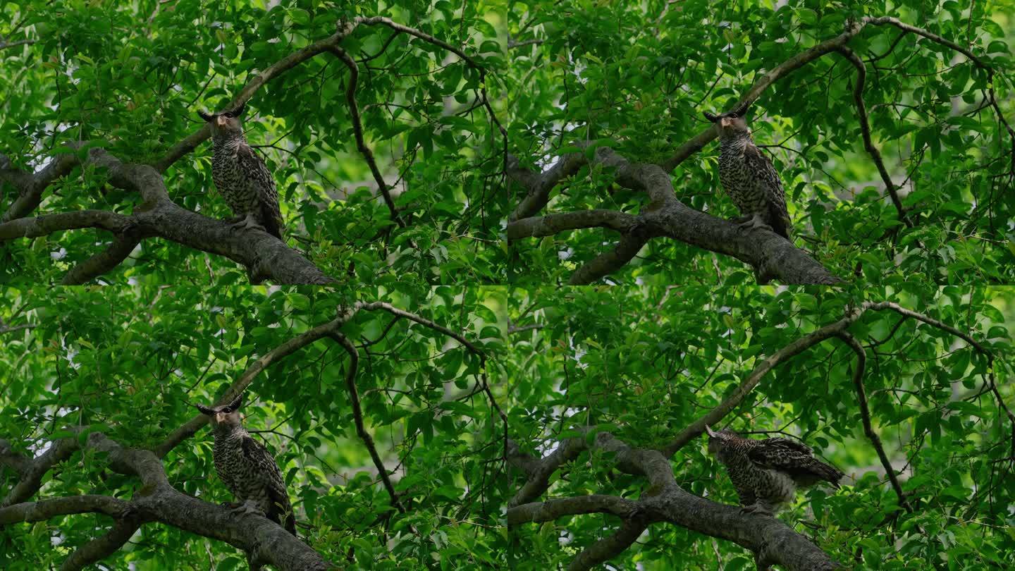 一只丛林乌鸦骚扰斑点贝利鹰猫头鹰