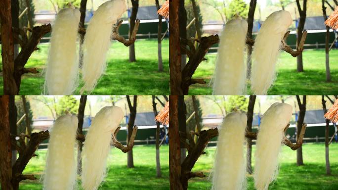 北京野生动物园-白孔雀