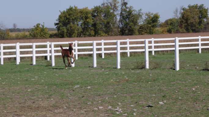 秋天阳光明媚的一天，小马驹在围栏马术场上奔跑