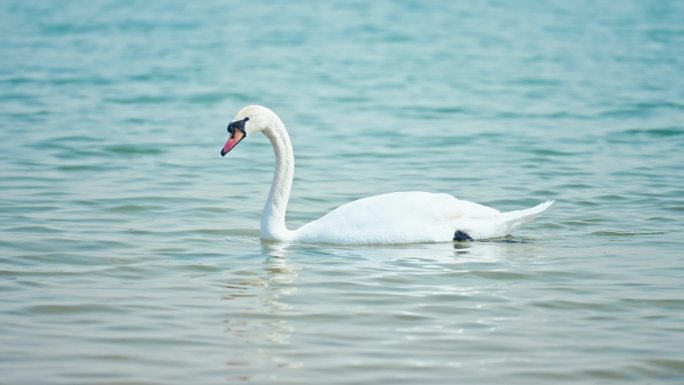 4k疣鼻天鹅北龙湖秋天天鹅