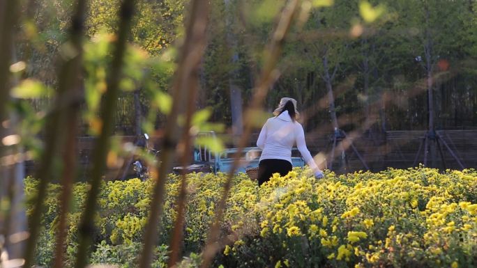 1080-采菊人菊花地、蔬菜、茄子等