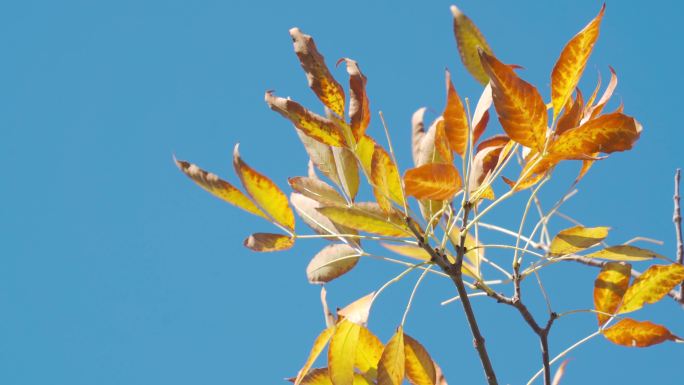 温暖阳光微风吹过树枝树叶空镜