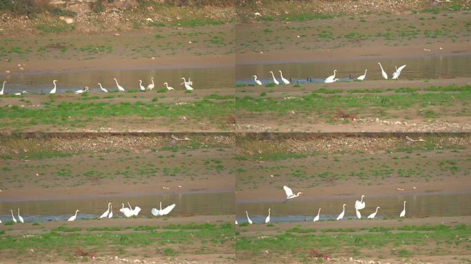 野生白鹳水边飞行空镜2