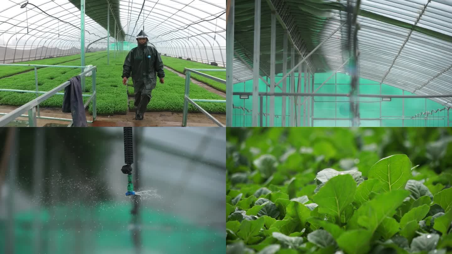 节水型农业科技高新农业蔬菜生产基地农产品