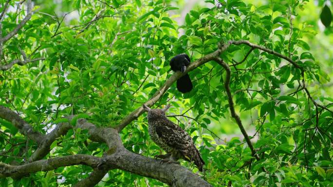 一只丛林乌鸦骚扰斑点贝利鹰猫头鹰