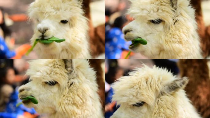 北京野生动物园-羊驼