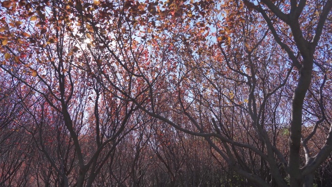 秋冬晴天紫叶李树林
