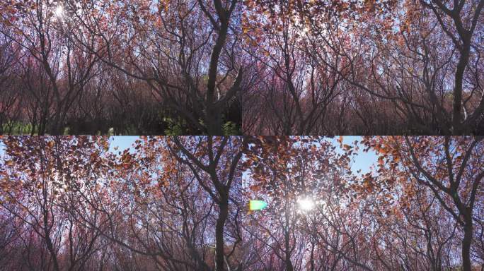 秋冬晴天紫叶李树林