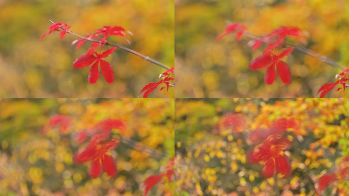 秋季红叶彩林景深特写从前到后