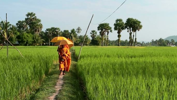 HD：亚洲僧侣在稻田里行走