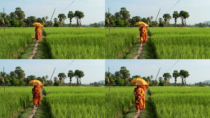 HD：亚洲僧侣在稻田里行走