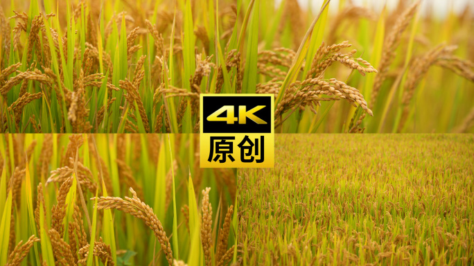 【4K】唯美粮田成熟水稻稻穗