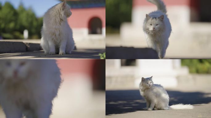 北京明十三陵小猫咪