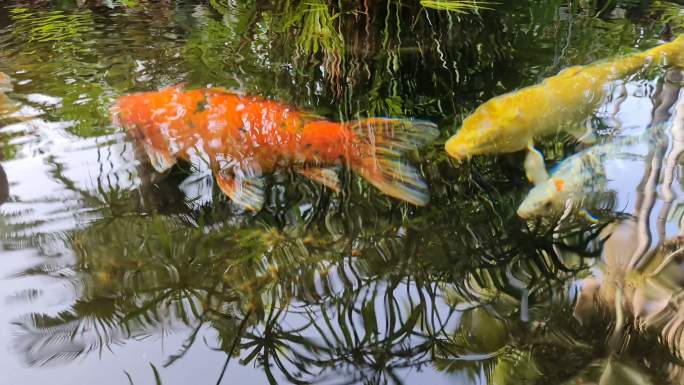 池塘里锦鲤的特写高档观赏鱼