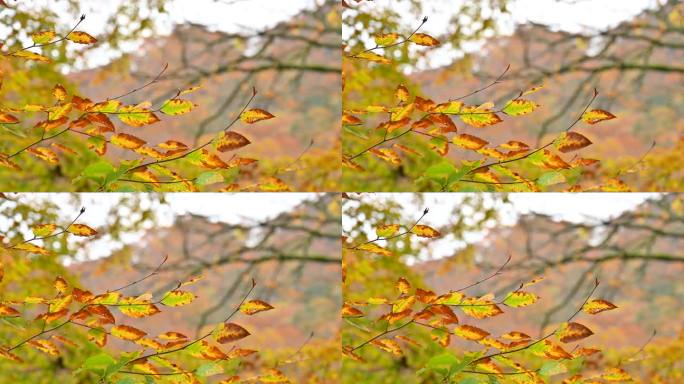 秋季红叶风动大光圈大景