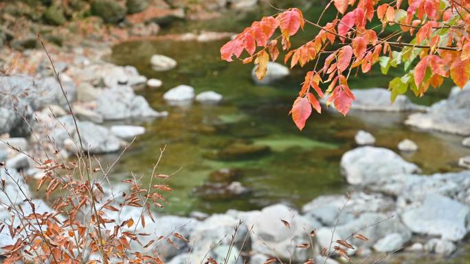 四川光雾山秋季红叶绿水溪流