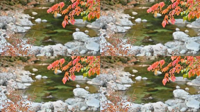 四川光雾山秋季红叶绿水溪流