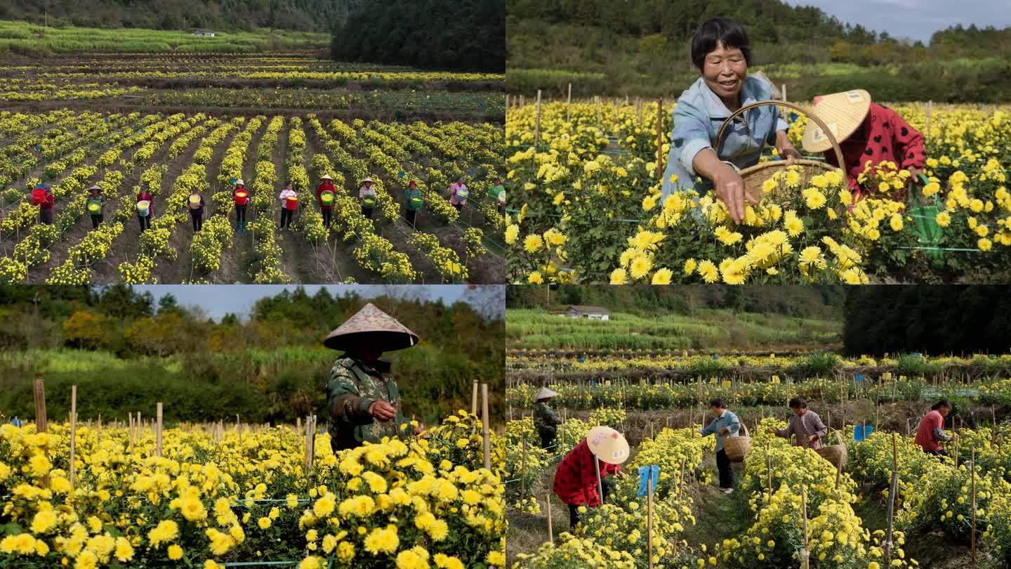 菊花 婺源皇菊采摘 4K