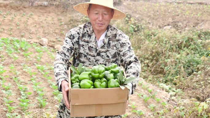 圆青椒素材