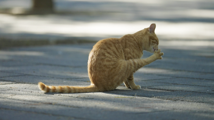 北京明十三陵可爱猫咪