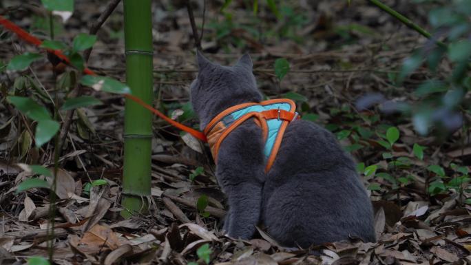 4K竹林中的可爱蓝猫互动