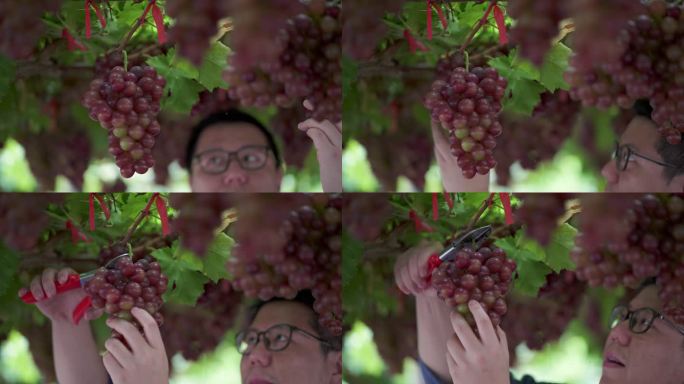 年轻的农民走在红色葡萄藤下，开心地用剪枝剪剪一束葡萄。