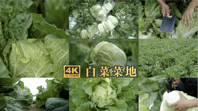 菜农在白菜地采摘新鲜白菜